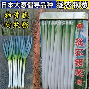 拯农钢葱大葱种子 日本寒葱钢葱晚抽抗热抗寒叶青山东大葱种子籽