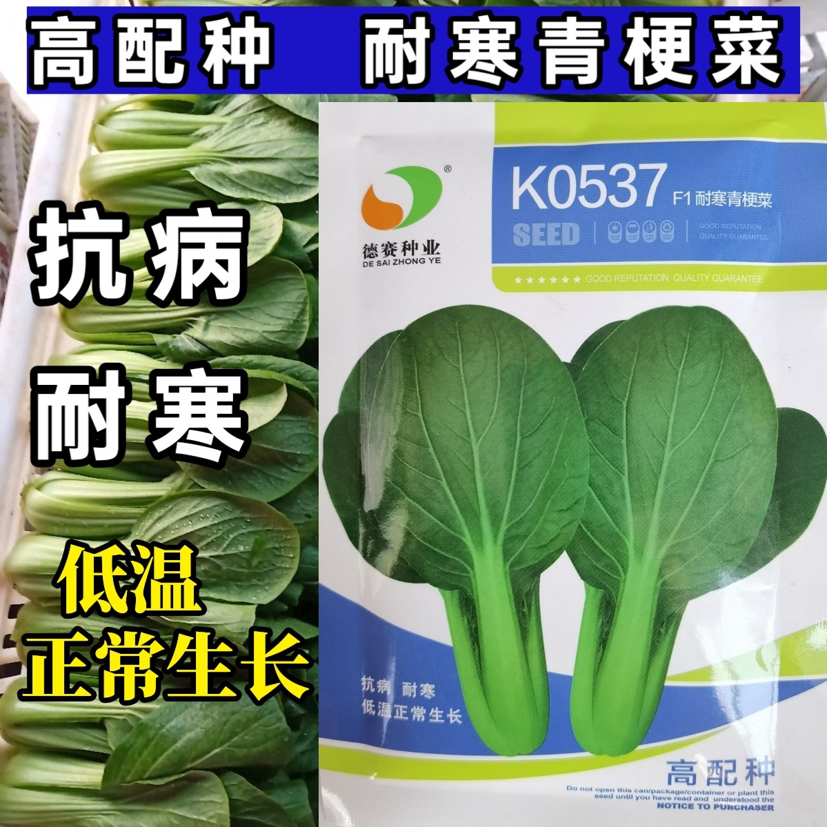 K0537耐寒青梗菜种子德赛耐寒耐抽苔青菜种子小油菜秋冬春蔬菜籽_虎窝淘