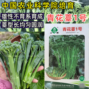 青花薹1号西兰苔种子芥兰青花菜西蓝花菜苔芥蓝春秋季蔬菜种子籽