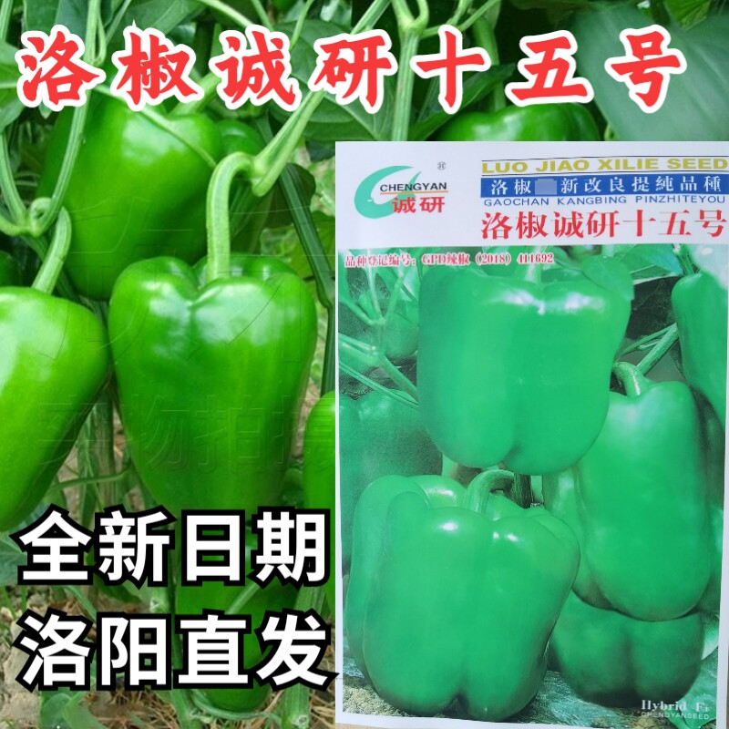 洛椒诚研十五号甜椒诚研大果甜椒