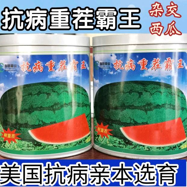 抗病重茬霸王西瓜种子 创研抗病高产抗枯萎病双红瓤懒汉西瓜种子