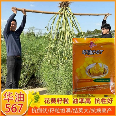 华油567油菜种子早熟花黄籽高产高油大荚油菜种子大田抗倒伏菜籽