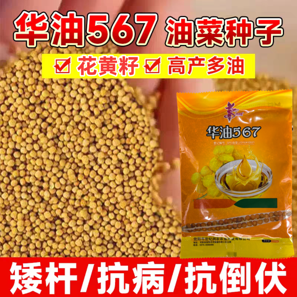 华油567油菜种子高产油菜籽种批发华油999种籽花黄杂交种耐寒抗倒