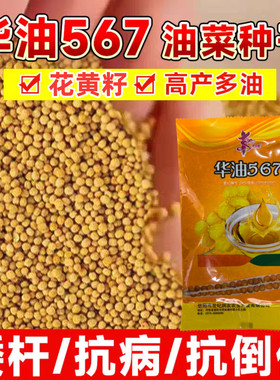 华油567油菜种子高产油菜籽种批发华油999种籽花黄杂交种耐寒抗倒