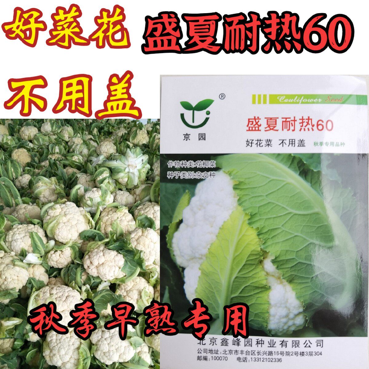 盛夏耐热60紧菜花夏季耐热耐高温