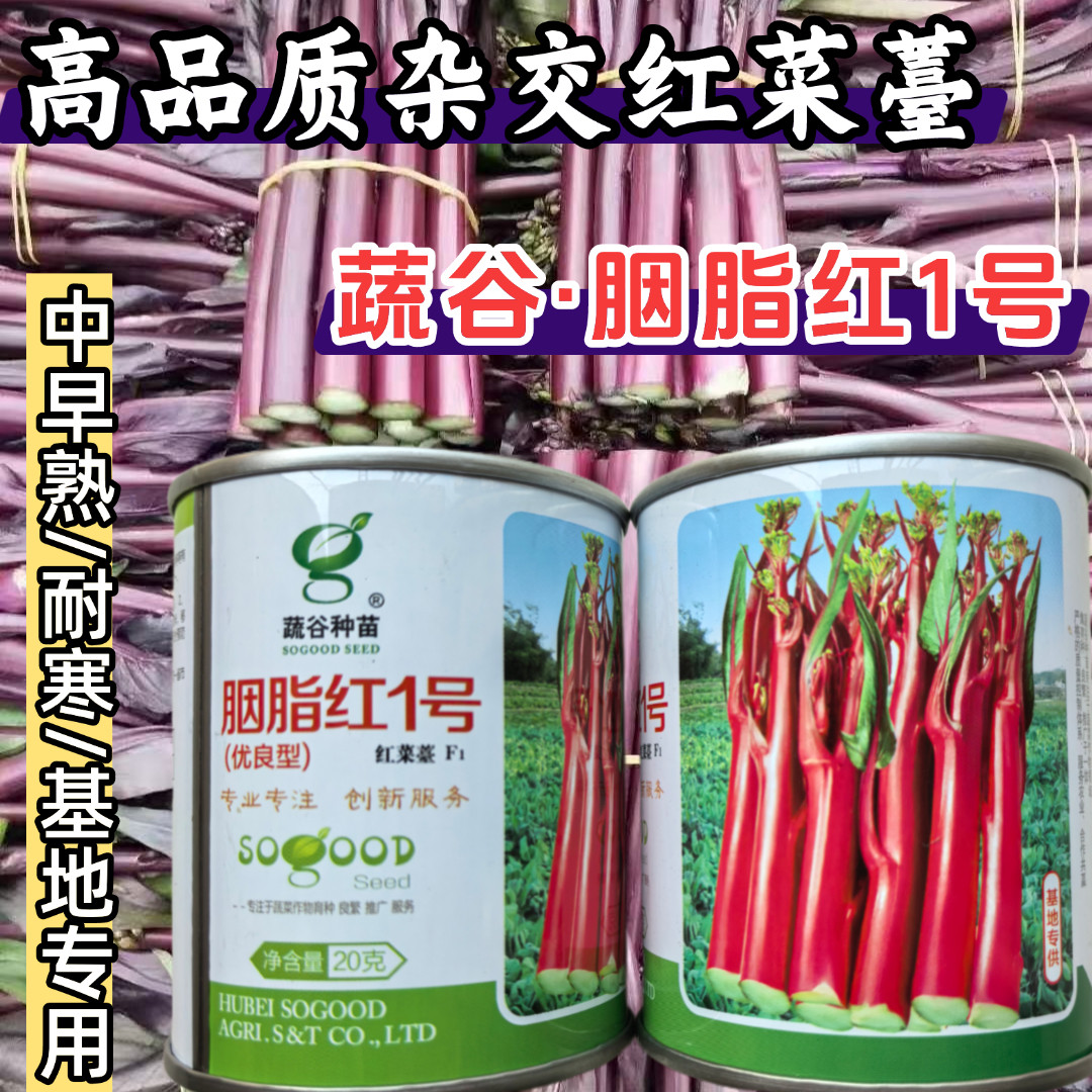 胭脂红1号红菜薹种子亮红无腊粉红菜苔菜心耐寒秋播紫菜薹种子籽