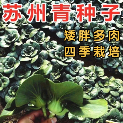 矮脚苏州青梗菜油菜籽长征