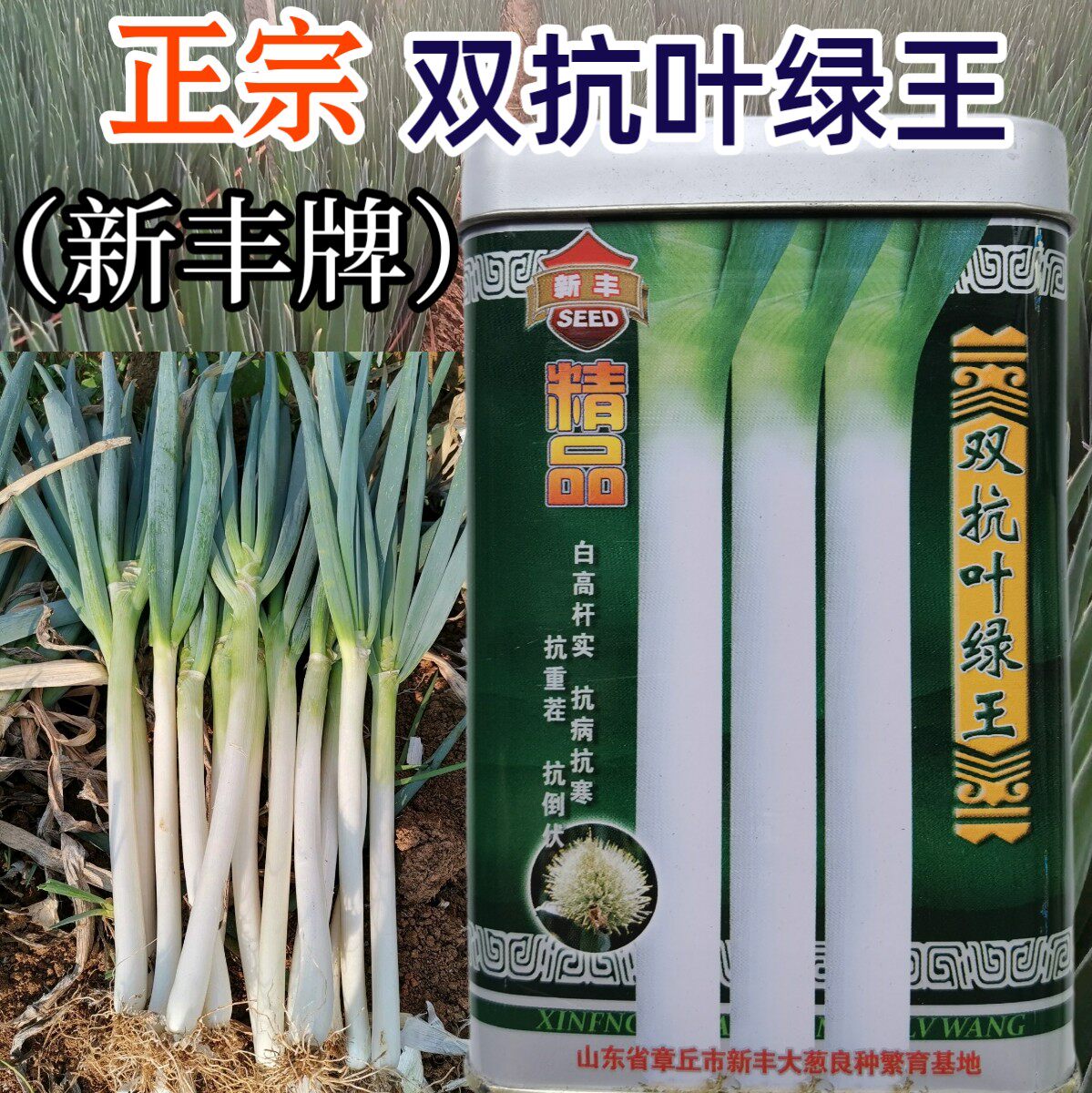 铁杆抗病王大梧桐大葱种籽葱耐寒
