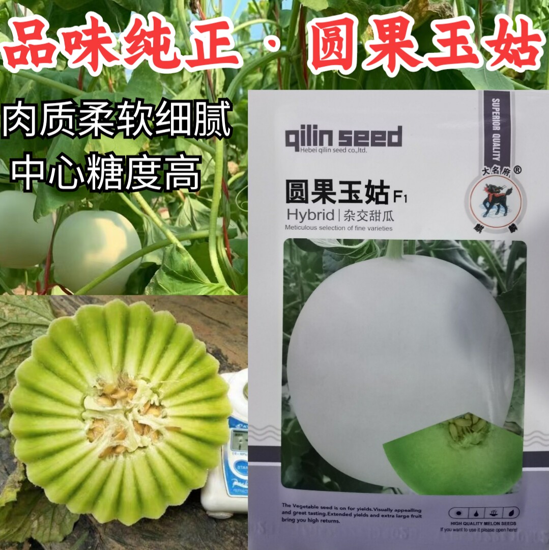 高端玉菇白皮绿肉冰淇淋甜瓜种子