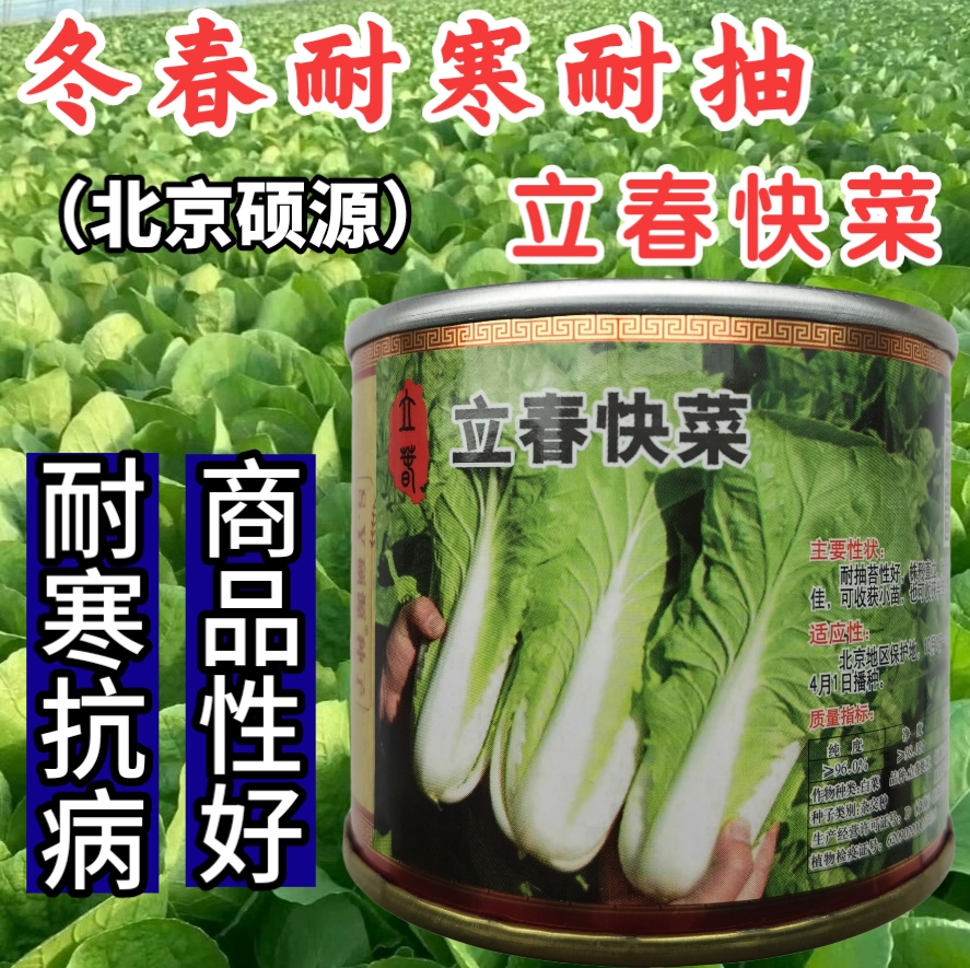 越冬耐抽苔耐寒耐低温小白菜