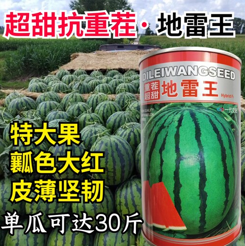抗重茬超甜西瓜种子大果