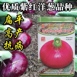 紫红洋葱种子特大抗病紫星扁平桩洋葱种子种籽早熟秋季葱头种子孑