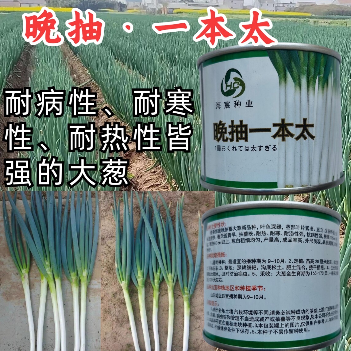 晚抽一本太大葱种子晚抽苔耐热耐寒刚葱钢葱高产章丘大葱种子籽孑