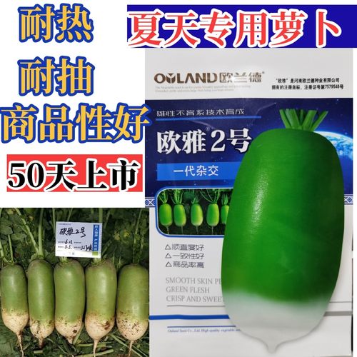 耐热夏播青萝卜种子50天上市