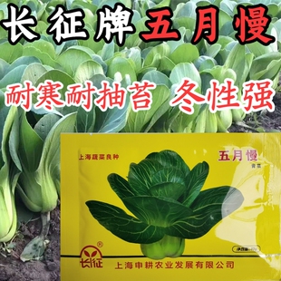 长征五月慢青菜种子籽 耐寒耐抽苔大头青梗菜种子上海青蔬菜种籽