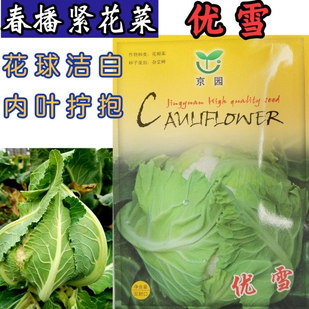 花球洁白自覆性强白菜花春播耐寒