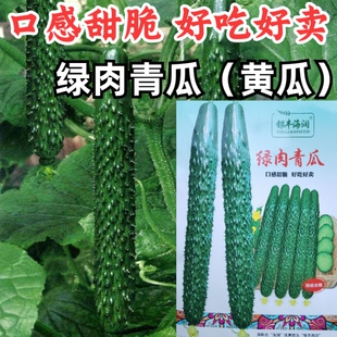 口感甜脆好吃綠黑皮黃瓜四季 綠肉青瓜黃瓜種子 陽(yáng)臺(tái)蔬菜種子籽孑
