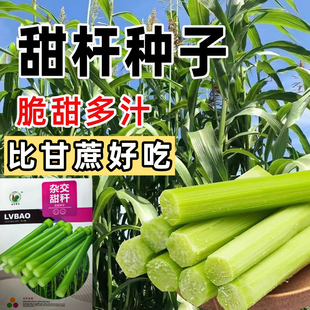 甜杆种子甜高粱杆种籽高梁北方小甘蔗多汁甜脆水果四季种农家种子