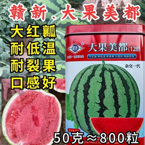 大果美都西瓜种子耐裂大红瓤冰糖麒麟超8424酥甜美都西瓜种子籽孑