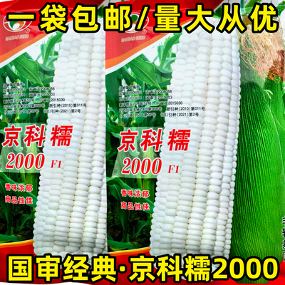 糯玉米种子农科玉大棒高产