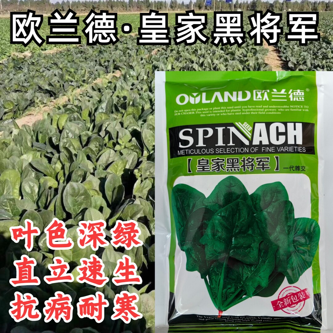 皇家黑将军菠菜种子黑圆叶红根菠菜春秋播耐寒越冬蔬菜种子籽大田