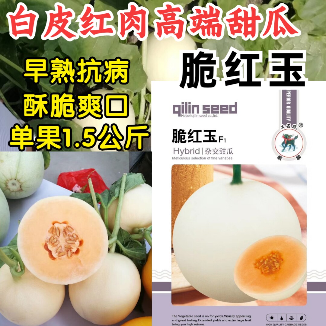 白皮红肉甜瓜种子脆红玉早熟麒麟