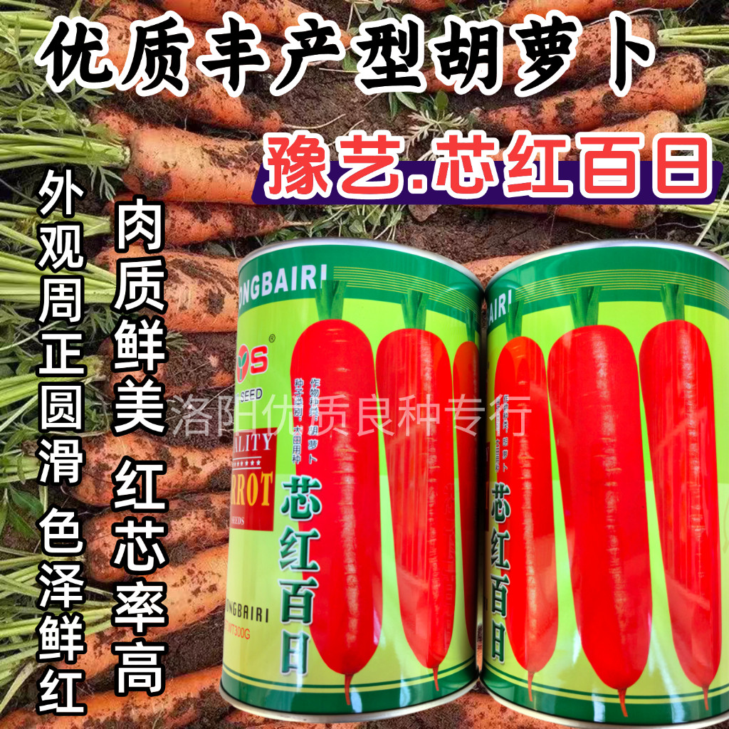 豫艺芯红百日胡萝卜种子优质高产三红率高鲜红萝卜秋播胡萝卜种子