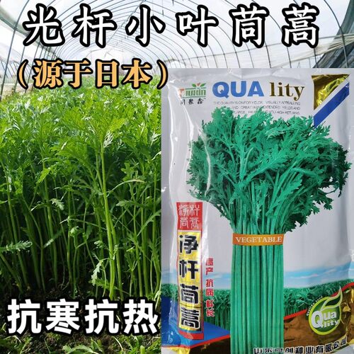 光杆小叶茼蒿种子日本引进茼蒿菜籽皇帝菜四季种子耐热耐寒蔬菜籽 - 封面