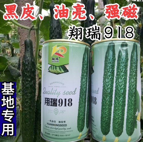 耐热耐寒黄瓜种子露地绿肉