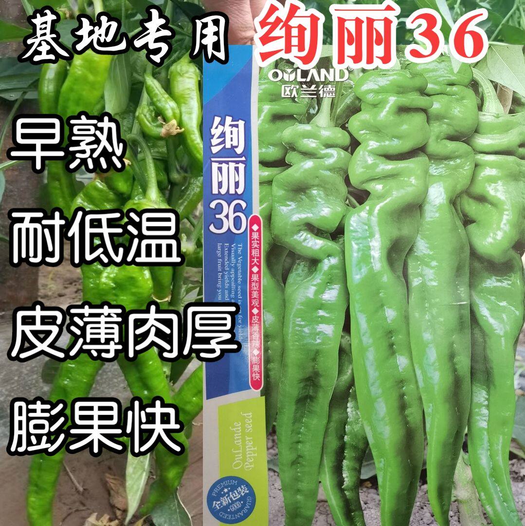 绚丽36螺丝椒种子 欧兰德薄皮大果陇椒螺丝椒种子籽辣椒种子基地