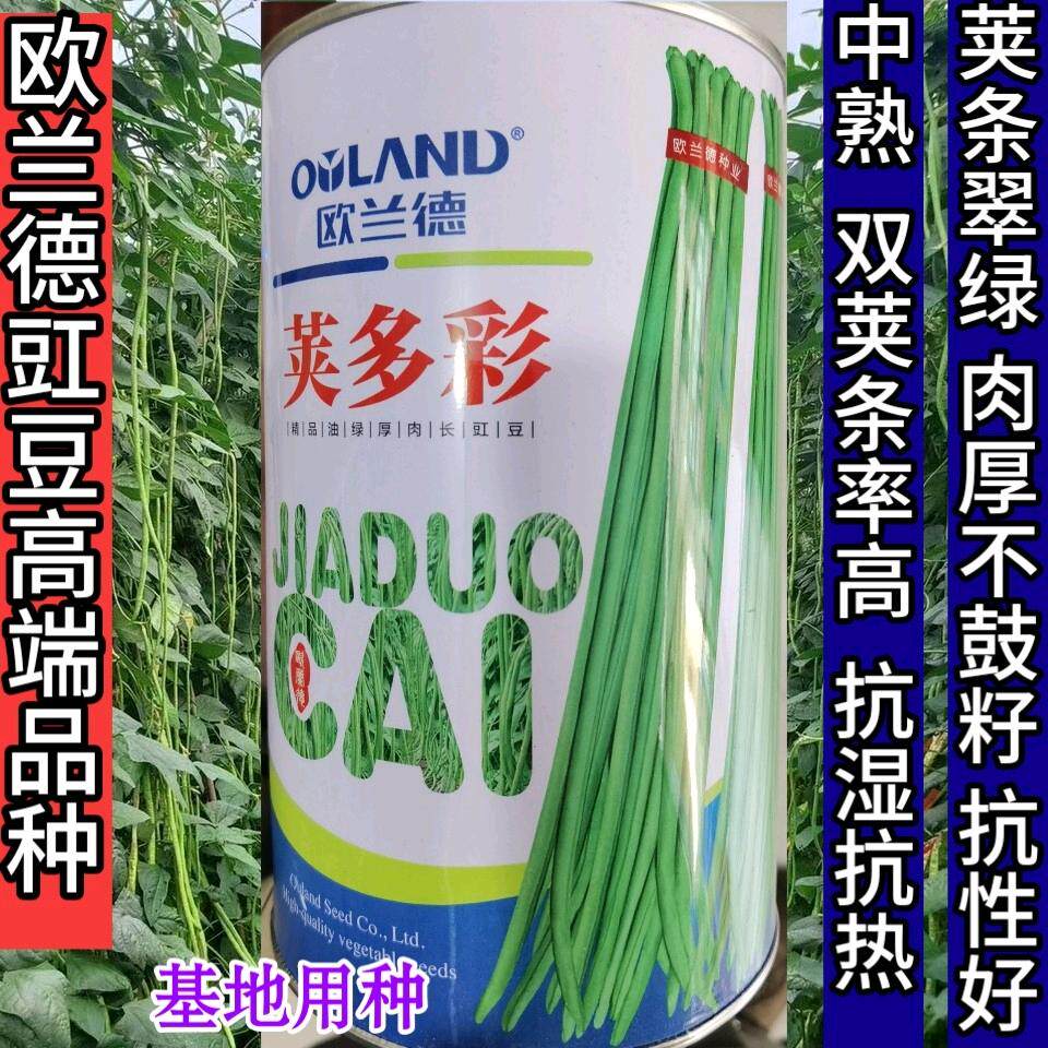 欧兰德荚多彩豇豆种子 高产4荚翠绿肉厚顺直不老化长豆角种子罐装
