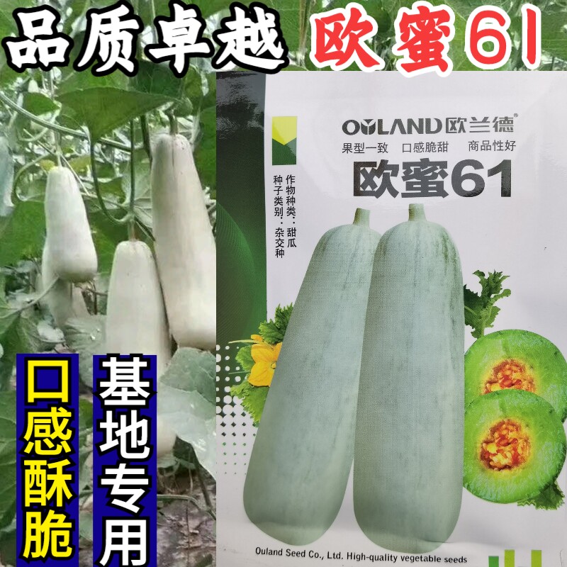 61羊角蜜甜瓜种酥脆羊角酥香瓜
