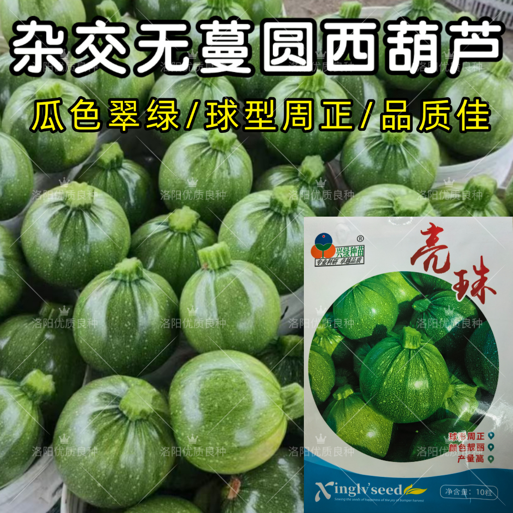 无蔓亮珠圆西葫芦种子四季易活短蔓无藤圆形西葫芦小南瓜种子籽孑