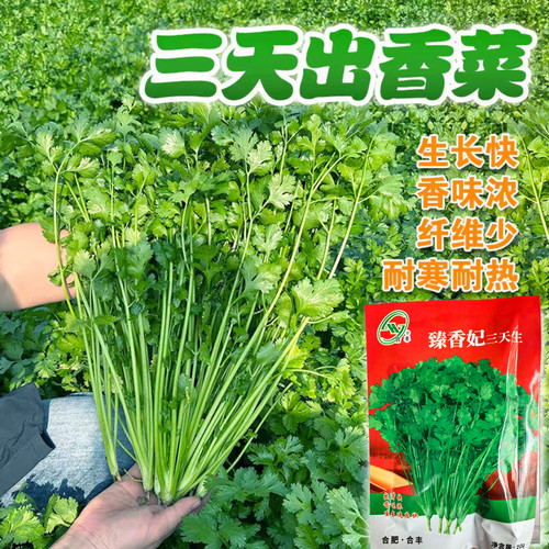 农家小叶香菜种子苗四季秋冬蔬菜种籽孑菜籽菜种老品种小香菜籽种