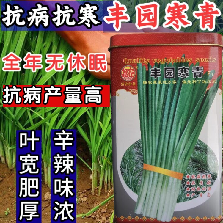 宽叶大叶耐寒耐热不休眠韭菜种子