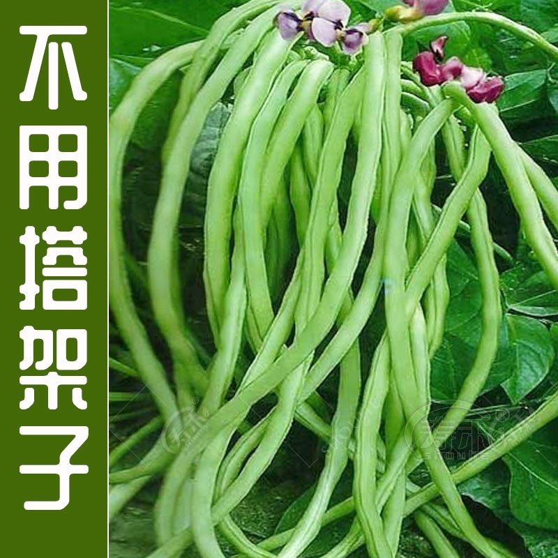 不搭架春秋季豆角阳台长豇豆种子图片