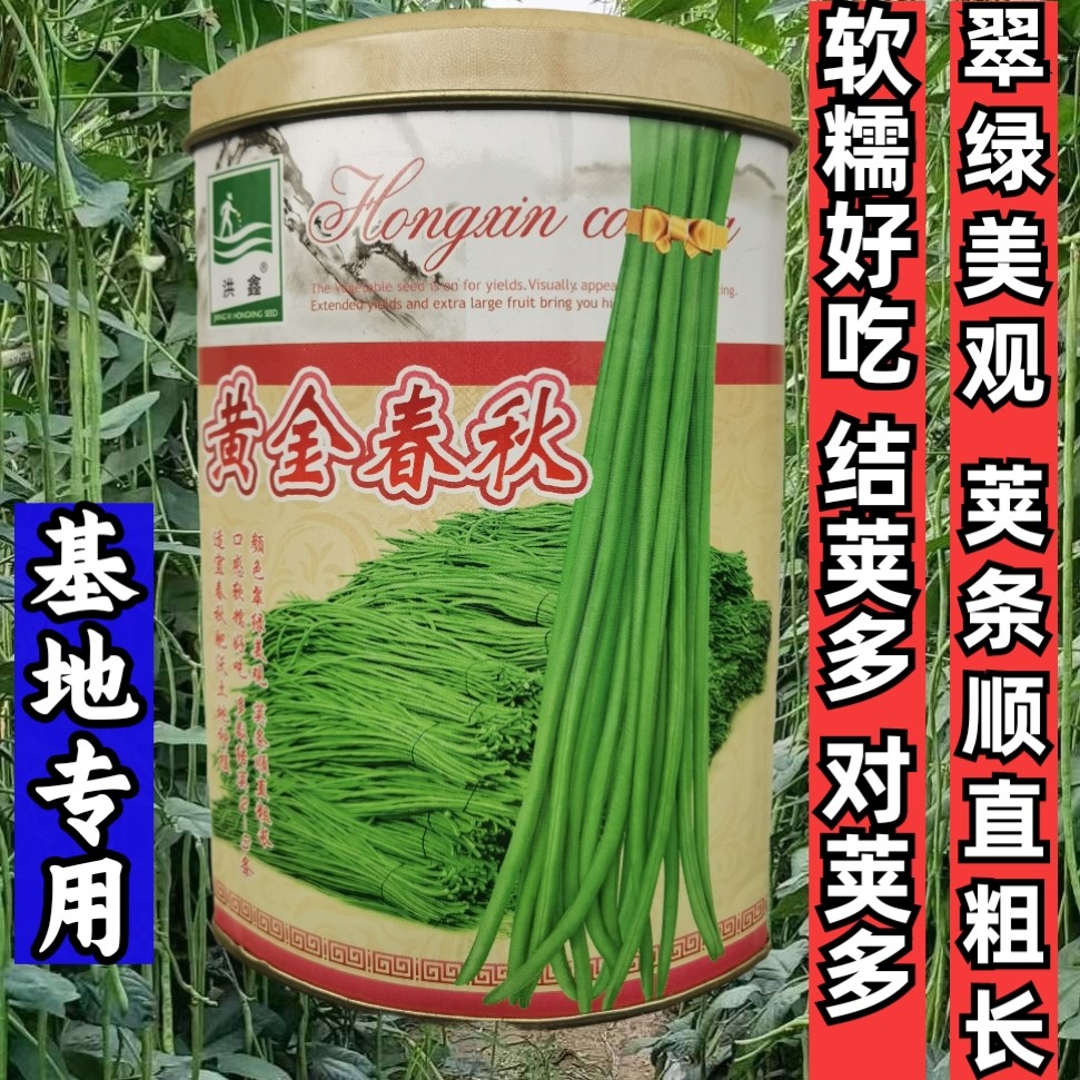 中早熟翠绿荚长高产耐热耐寒洪鑫