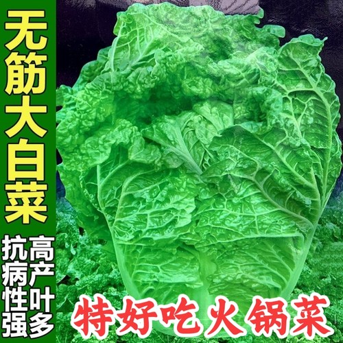 火锅菜大白菜中茂多叶麻叶菜