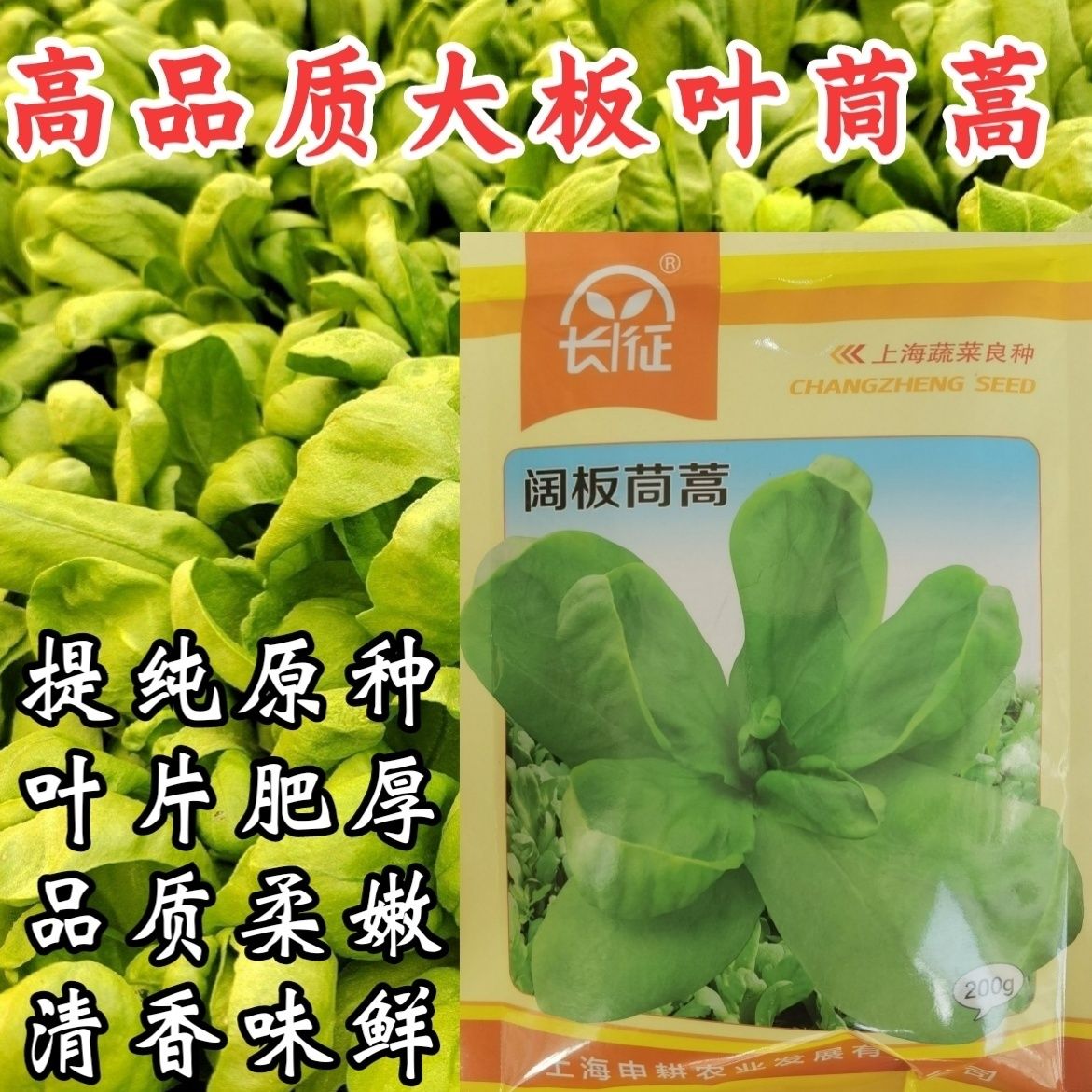 板叶大叶茼蒿耐热耐寒春
