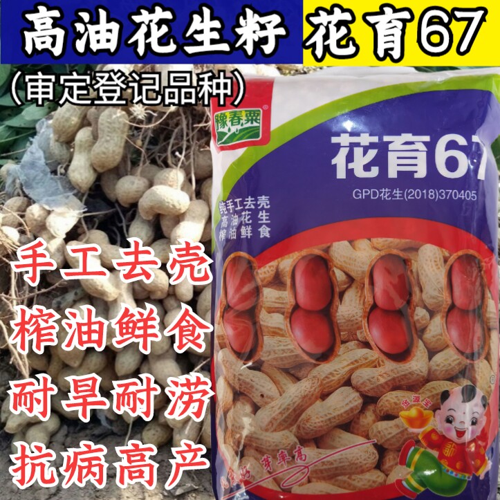 高油花生种子种籽 脱壳花育67纯手工去壳净籽白沙花生米种子孑