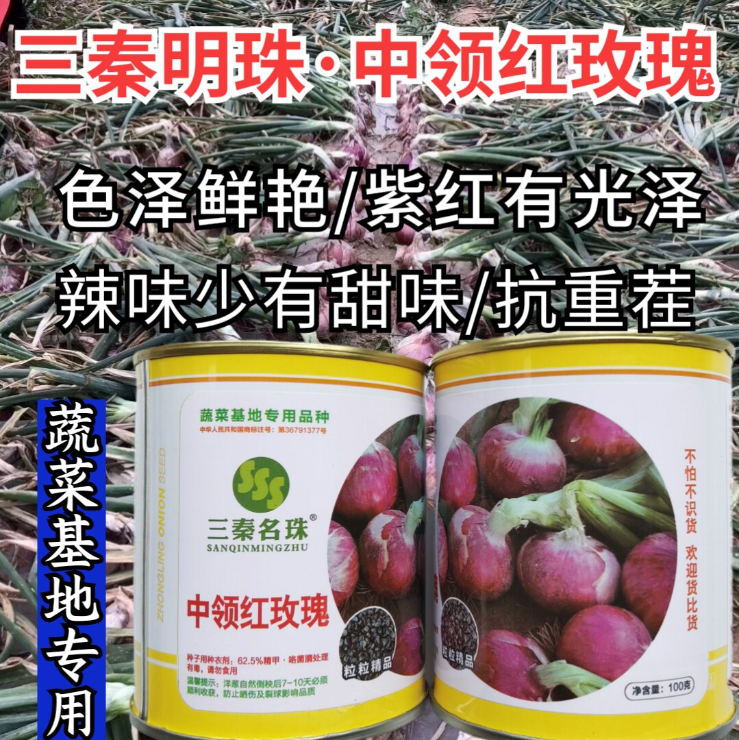 红玫瑰洋葱种子紫红皮半高桩耐寒