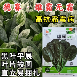 德赛雄霸菠菜种子进口抗霜霉病直立捆扎速生耐寒越冬大叶菠菜种籽