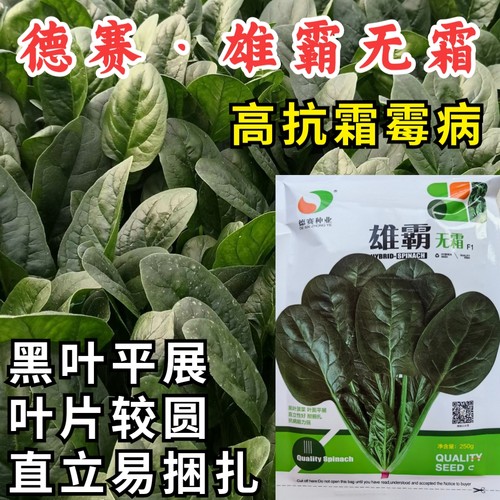 德赛雄霸菠菜种子进口抗霜霉病直立捆扎速生耐寒越冬大叶菠菜种籽