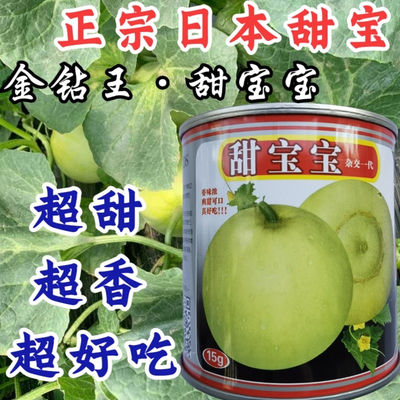 日本甜宝甜瓜种子甜宝种子酥脆香甜薄皮香瓜甜瓜甜宝绿宝蔬菜种子