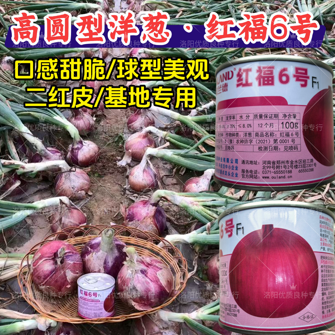 红福6号洋葱种子欧兰德高圆型紫红二红洋葱口感甜脆水果洋葱种子