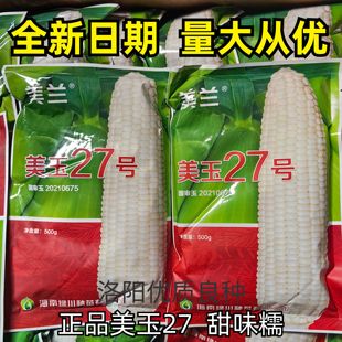 美玉27号糯玉米种子国审美兰白甜糯大棒早熟矮杆春秋玉米种子籽孑