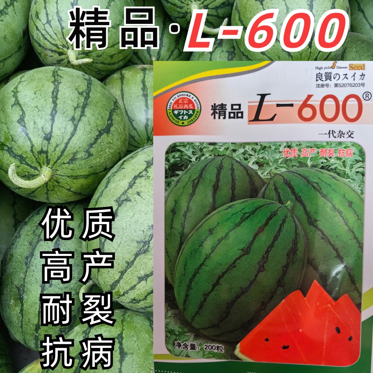 L600西瓜种子礼品西瓜吊瓜超甜早熟耐裂2K薄皮红瓤奶油西瓜种子籽