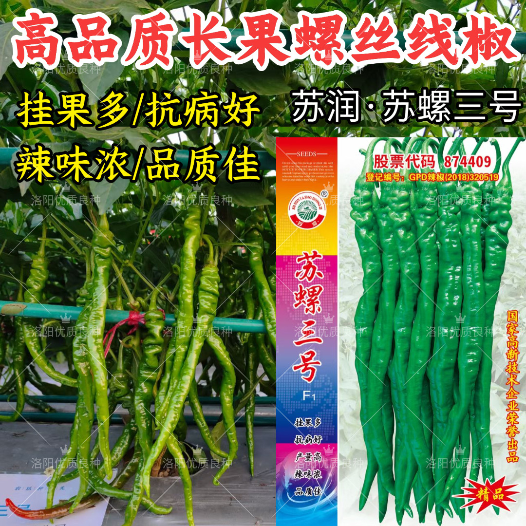 苏螺三号螺丝线椒种子苏润加长薄皮软皮螺丝椒绿皮线椒辣椒种子籽