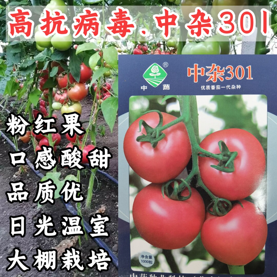 温室大棚西红柿抗TY病毒酸甜