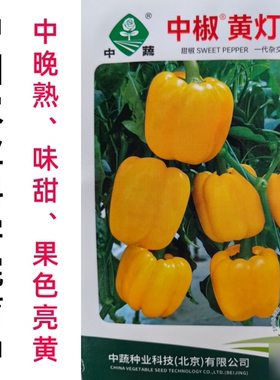 彩椒种子黄色甜椒种子中椒黄灯笼辣椒黄皮柿子椒方椒种子籽孑春秋
